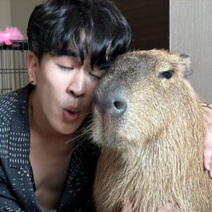 Kyutae Sim Instagram - My new friend😎 his name Prayut #capybara