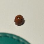 Léana Zaoui Instagram - 🐞