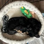 Laura Marano Instagram - Puppies and yoga