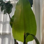 Laura Prepon Instagram - New growth! We are all excited about Plant’s new leaf that’s about to uncurl! 🌱