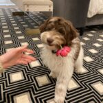 Lauren Orlando Instagram - swipe for a surprise 💐