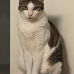Lee Dong-hwi Instagram - 고양이사진전문가