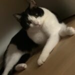 Lee Dong-hwi Instagram - 고양이사진전문가
