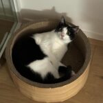 Lee Dong-hwi Instagram - 고양이사진전문가
