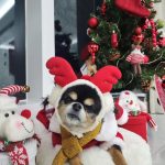 Lee Joon-gi Instagram - Happy holiday ❤️‍🩹Thankyou to all of your Love❤️‍🔥