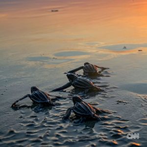 Leonardo DiCaprio Instagram - Repost from @cnn
•
Hundreds of migratory species — those that make remarkable journeys each year across land, rivers and oceans — are facing extinction because of human interference, according to a landmark UN agency report.

Of the 1,189 creatures listed by the Convention on the Conservation of Migratory Species of Wild Animals, or CMS, more than one in five are threatened.

They include species from all sorts of animal groups — whales, sharks, elephants, wild cats, raptors, birds and insects, among others.

Read more at the link in bio.

📸: Carl de Souza/AFP/Getty Images; Yasuyoshi Chiba/AFP/Getty Images; Kristin Laidre/Handout/Reuters; Sergio Pitamitz/VWPics/Universal Images Group/Getty Images; Chaideer Mahyuddin/AFP/Getty Images; Didier Brandelet/Gamma-Rapho/Getty Images; Wolfgang Kaehler/LightRocket/Getty Images; Samuel J Coe/Moment RF/Getty Images; Scott Gibbons/Moment RF/Getty Images