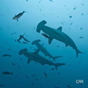 Leonardo DiCaprio Instagram - Repost from @cnn
•
Hundreds of migratory species — those that make remarkable journeys each year across land, rivers and oceans — are facing extinction because of human interference, according to a landmark UN agency report.

Of the 1,189 creatures listed by the Convention on the Conservation of Migratory Species of Wild Animals, or CMS, more than one in five are threatened.

They include species from all sorts of animal groups — whales, sharks, elephants, wild cats, raptors, birds and insects, among others.

Read more at the link in bio.

📸: Carl de Souza/AFP/Getty Images; Yasuyoshi Chiba/AFP/Getty Images; Kristin Laidre/Handout/Reuters; Sergio Pitamitz/VWPics/Universal Images Group/Getty Images; Chaideer Mahyuddin/AFP/Getty Images; Didier Brandelet/Gamma-Rapho/Getty Images; Wolfgang Kaehler/LightRocket/Getty Images; Samuel J Coe/Moment RF/Getty Images; Scott Gibbons/Moment RF/Getty Images