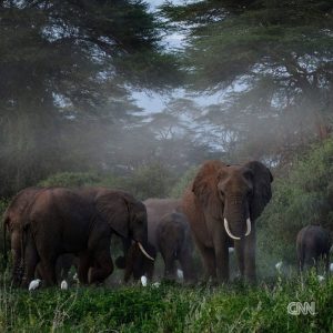 Leonardo DiCaprio Instagram - Repost from @cnn
•
Hundreds of migratory species — those that make remarkable journeys each year across land, rivers and oceans — are facing extinction because of human interference, according to a landmark UN agency report.

Of the 1,189 creatures listed by the Convention on the Conservation of Migratory Species of Wild Animals, or CMS, more than one in five are threatened.

They include species from all sorts of animal groups — whales, sharks, elephants, wild cats, raptors, birds and insects, among others.

Read more at the link in bio.

📸: Carl de Souza/AFP/Getty Images; Yasuyoshi Chiba/AFP/Getty Images; Kristin Laidre/Handout/Reuters; Sergio Pitamitz/VWPics/Universal Images Group/Getty Images; Chaideer Mahyuddin/AFP/Getty Images; Didier Brandelet/Gamma-Rapho/Getty Images; Wolfgang Kaehler/LightRocket/Getty Images; Samuel J Coe/Moment RF/Getty Images; Scott Gibbons/Moment RF/Getty Images