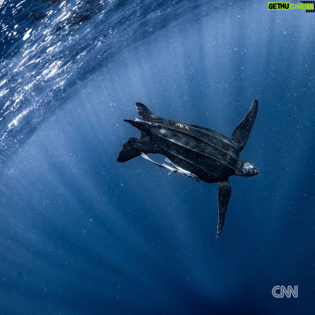 Leonardo DiCaprio Instagram - Repost from @cnn • Hundreds of migratory species — those that make remarkable journeys each year across land, rivers and oceans — are facing extinction because of human interference, according to a landmark UN agency report. Of the 1,189 creatures listed by the Convention on the Conservation of Migratory Species of Wild Animals, or CMS, more than one in five are threatened. They include species from all sorts of animal groups — whales, sharks, elephants, wild cats, raptors, birds and insects, among others. Read more at the link in bio. 📸: Carl de Souza/AFP/Getty Images; Yasuyoshi Chiba/AFP/Getty Images; Kristin Laidre/Handout/Reuters; Sergio Pitamitz/VWPics/Universal Images Group/Getty Images; Chaideer Mahyuddin/AFP/Getty Images; Didier Brandelet/Gamma-Rapho/Getty Images; Wolfgang Kaehler/LightRocket/Getty Images; Samuel J Coe/Moment RF/Getty Images; Scott Gibbons/Moment RF/Getty Images