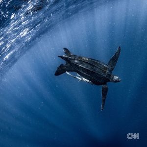 Leonardo DiCaprio Instagram - Repost from @cnn
•
Hundreds of migratory species — those that make remarkable journeys each year across land, rivers and oceans — are facing extinction because of human interference, according to a landmark UN agency report.

Of the 1,189 creatures listed by the Convention on the Conservation of Migratory Species of Wild Animals, or CMS, more than one in five are threatened.

They include species from all sorts of animal groups — whales, sharks, elephants, wild cats, raptors, birds and insects, among others.

Read more at the link in bio.

📸: Carl de Souza/AFP/Getty Images; Yasuyoshi Chiba/AFP/Getty Images; Kristin Laidre/Handout/Reuters; Sergio Pitamitz/VWPics/Universal Images Group/Getty Images; Chaideer Mahyuddin/AFP/Getty Images; Didier Brandelet/Gamma-Rapho/Getty Images; Wolfgang Kaehler/LightRocket/Getty Images; Samuel J Coe/Moment RF/Getty Images; Scott Gibbons/Moment RF/Getty Images