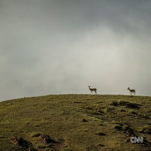 Leonardo DiCaprio Instagram - Repost from @cnn
•
Hundreds of migratory species — those that make remarkable journeys each year across land, rivers and oceans — are facing extinction because of human interference, according to a landmark UN agency report.

Of the 1,189 creatures listed by the Convention on the Conservation of Migratory Species of Wild Animals, or CMS, more than one in five are threatened.

They include species from all sorts of animal groups — whales, sharks, elephants, wild cats, raptors, birds and insects, among others.

Read more at the link in bio.

📸: Carl de Souza/AFP/Getty Images; Yasuyoshi Chiba/AFP/Getty Images; Kristin Laidre/Handout/Reuters; Sergio Pitamitz/VWPics/Universal Images Group/Getty Images; Chaideer Mahyuddin/AFP/Getty Images; Didier Brandelet/Gamma-Rapho/Getty Images; Wolfgang Kaehler/LightRocket/Getty Images; Samuel J Coe/Moment RF/Getty Images; Scott Gibbons/Moment RF/Getty Images