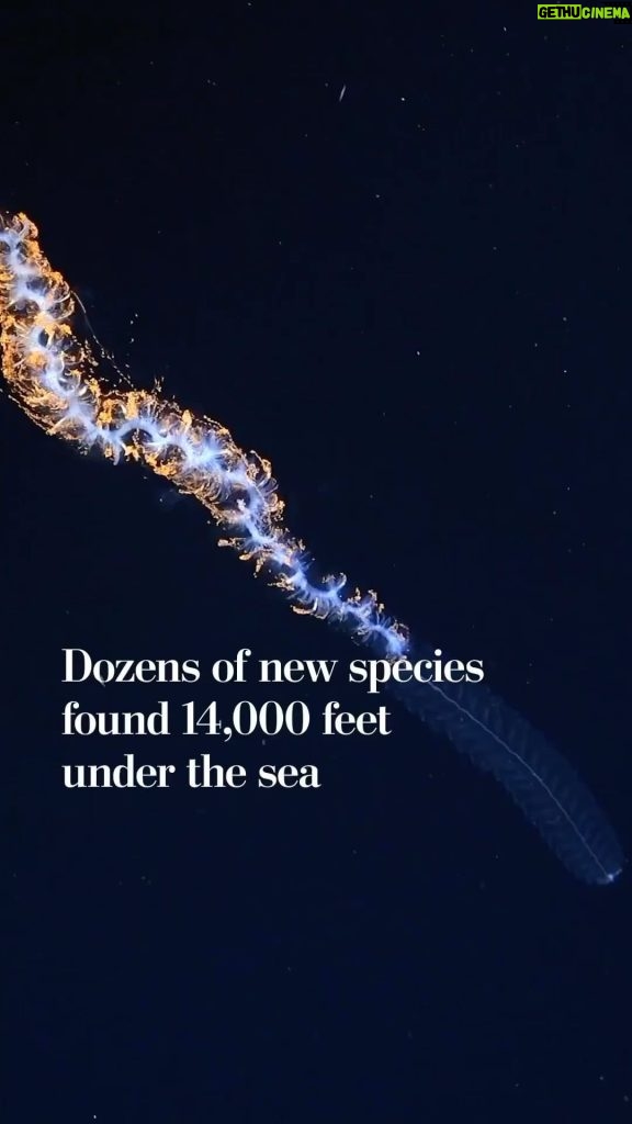 Leonardo DiCaprio Instagram - Repost from @postclimate • Deep-sea explorers searching below the waves off the coast of Chile may have found more than 100 species completely new to science in January and February. Link in bio to learn more.