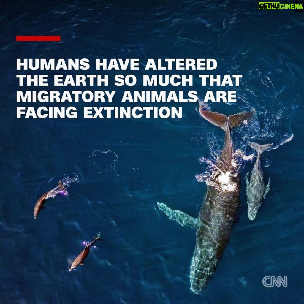Leonardo DiCaprio Instagram - Repost from @cnn • Hundreds of migratory species — those that make remarkable journeys each year across land, rivers and oceans — are facing extinction because of human interference, according to a landmark UN agency report. Of the 1,189 creatures listed by the Convention on the Conservation of Migratory Species of Wild Animals, or CMS, more than one in five are threatened. They include species from all sorts of animal groups — whales, sharks, elephants, wild cats, raptors, birds and insects, among others. Read more at the link in bio. 📸: Carl de Souza/AFP/Getty Images; Yasuyoshi Chiba/AFP/Getty Images; Kristin Laidre/Handout/Reuters; Sergio Pitamitz/VWPics/Universal Images Group/Getty Images; Chaideer Mahyuddin/AFP/Getty Images; Didier Brandelet/Gamma-Rapho/Getty Images; Wolfgang Kaehler/LightRocket/Getty Images; Samuel J Coe/Moment RF/Getty Images; Scott Gibbons/Moment RF/Getty Images