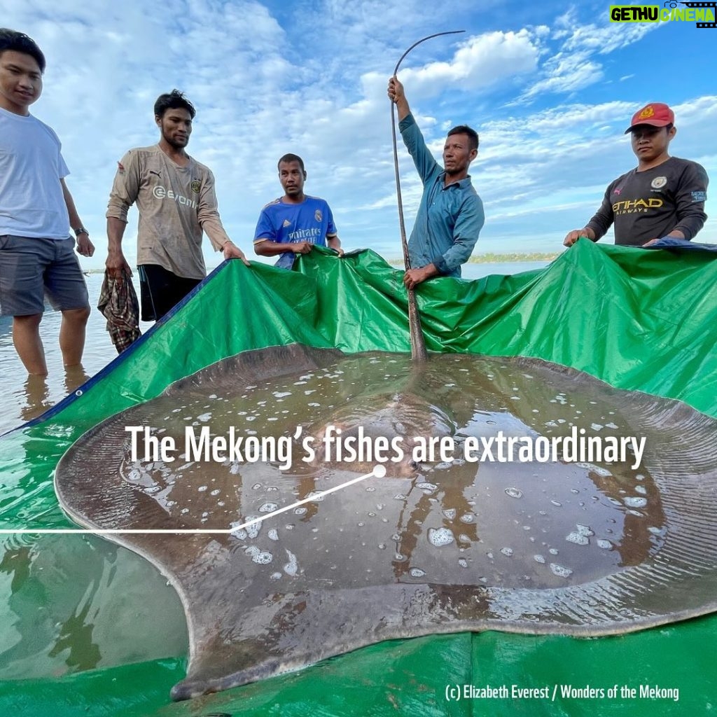 Leonardo DiCaprio Instagram - Winding almost 3,000 miles through Asia, the Mekong River boasts the world’s largest inland fishery. From Giant Freshwater Stingrays to tiny minnows, it is estimated that about 25% of the Mekong’s freshwater fishes are found nowhere else on Earth. These species not only support the health of the Mekong River, but over 40 million people in the Mekong depend on freshwater ecosystems for food security and livelihoods. @rewild partner, @wwf has released a first-of-its-kind Mekong’s Forgotten Fishes report that highlights the critical importance of freshwater biodiversity to people, river ecosystems and the health of our planet. Link in bio to learn more.