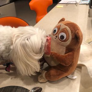 Lisa Kudrow Instagram - My lovely is a fan of Tchotchke from @housebrokenfox  Tchotchke is getting nervous...