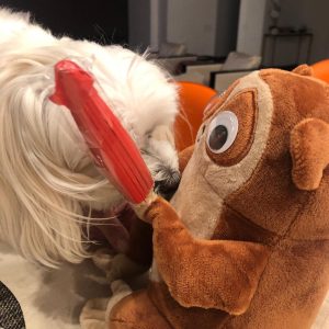 Lisa Kudrow Instagram - My lovely is a fan of Tchotchke from @housebrokenfox  Tchotchke is getting nervous...