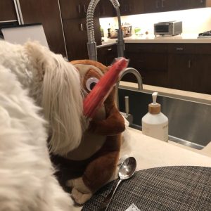 Lisa Kudrow Instagram - My lovely is a fan of Tchotchke from @housebrokenfox  Tchotchke is getting nervous...