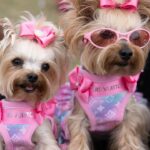 Lisa Vanderpump Instagram - Jump in, we’re going to World Dog Day! 🐾 Thank you so much to everyone who came out to support our @VanderpumpDogs 6th Annual World Dog Day this Saturday, co-sponsored by City West Hollywood (@wehocity) and presented by @nutrisourcepetfoods ! It’s been wonderful to be able to host events again to raise awareness about our fight to end global dog abuse, and to raise critical funds to end the mistreatment of dogs worldwide. Thank you to our sponsors @nutrisourcepetfoods @surrules @hillsfood @mashvet @poshpuppy @minnidip @greendogdental @pumprestaurant @tomtom @theabbeyweho - having everyone’s support means so much. I’d like to thank all of our amazing vendors, @paigeharbisonart @thepicnicstyle @justfoodfordogs @gaybors.agency @farmfreshtoyou @mybenebone @mobilityservicedogs @tiffany_dnaka_ @fujifilmx_us @healthypawsherbals @sophies_sweetcakes @wagcityclothing @sundaysfordogs @freshpatch @brutusbroth @santamonicapaws @eddievalentinfashion ! A special thank you, @drinkspindrift @drinkvina @butterypopcornco @estherbrophoenix @minnidip @shishishikevinlee & @poshpuppy for generously donating items to make our event a success! Thank you to those who donated to our Raffle as well, @minnidip @petplaysf @sophies_sweetcakes @freshpatch @dylanscandybar @fujifilmx_us @dogtv @paworiginal @mixlabrx @planopaws @chaserbrand @paigeharbisonart @wagcityclothing @airvet @sundaysfordogs @tiffany_dnaka_ @thedaftdoodleco Thank you @lancebass @michaelturchinart for MCing, @scheana @raquelleviss @dr.evanantin @jorge_bendersky for judging our doggy fashion show! And thank you to all our friends who showed up to support like @trixiemattel @tomsandoval1 @twschwa @arianamadix @musickillskate @kymwhitley @brock__davies Last but certainly not least, a very big thank you to all our volunteers (some even flew in from out of state!) who donated their time and efforts to helping make our day a huge success! We couldn’t have done it without you! To everyone else who has helped us along this journey THANK YOU! We are only able to do what we do, because of amazing people like YOU! 🐶🌎💗 (📸: @nikkiryanphotography & @edmundprieto )