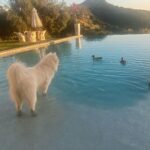 Lisa Vanderpump Instagram – All fluffy, furry, flying people… Welcome at Villa Rosa 😂