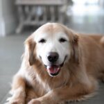 Lisa Vanderpump Instagram - What a lovely boy, Rumpy passed away from cancer a few hours after we returned from London .. he waited for us . We will always love him 💔