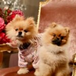 Lisa Vanderpump Instagram - The rivalry is real 😂 @vanderpumpvilla trailer is out NOW! #Puffy #Donut #VanderpumpVilla @hulu