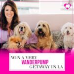 Lisa Vanderpump Instagram – COME MEET ME IN LA! 🐶 we are flying someone to LA for AN EPIC WEEKEND with a @prizeo giveaway to benefit @vanderpumpdogs !!! Could it be you? Tag who you’d bring as your +1 in the comments⬇️ and enter to win at VanderpumpVIP.com

This Very Vanderpump Getaway includes:

✨2 VIP tickets to World Dog Day on Dec 2
✨Roundtrip airfare & fabulous hotel stay for 2 nights
✨Happy hour with me and Ken at TomTom 
✨Dinner for 2 at TomTom and SUR
✨Puppy playdate at the Vanderpump Dogs Rescue Center
Enter now! See you there!!!