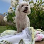 Lizzo Instagram - I’m not ok im so heartbroken rip Pooka