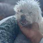 Lizzo Instagram - I’m not ok im so heartbroken rip Pooka