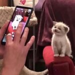 Lizzy Greene Instagram - 🤍🪽🐱!! how are youuu guys =^._.^= ∫