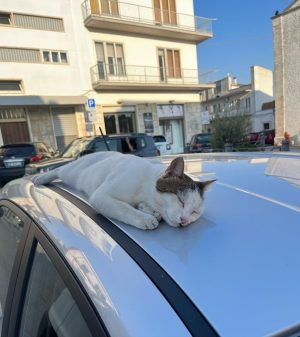 Louis Partridge Instagram - Cat on a hot tin roof