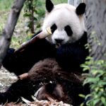 Luís Figo Instagram - Kung Fu and the Panda 😅😜✨👌 Chengdu, Sichuan