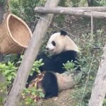 Luís Figo Instagram - Kung Fu and the Panda 😅😜✨👌 Chengdu, Sichuan