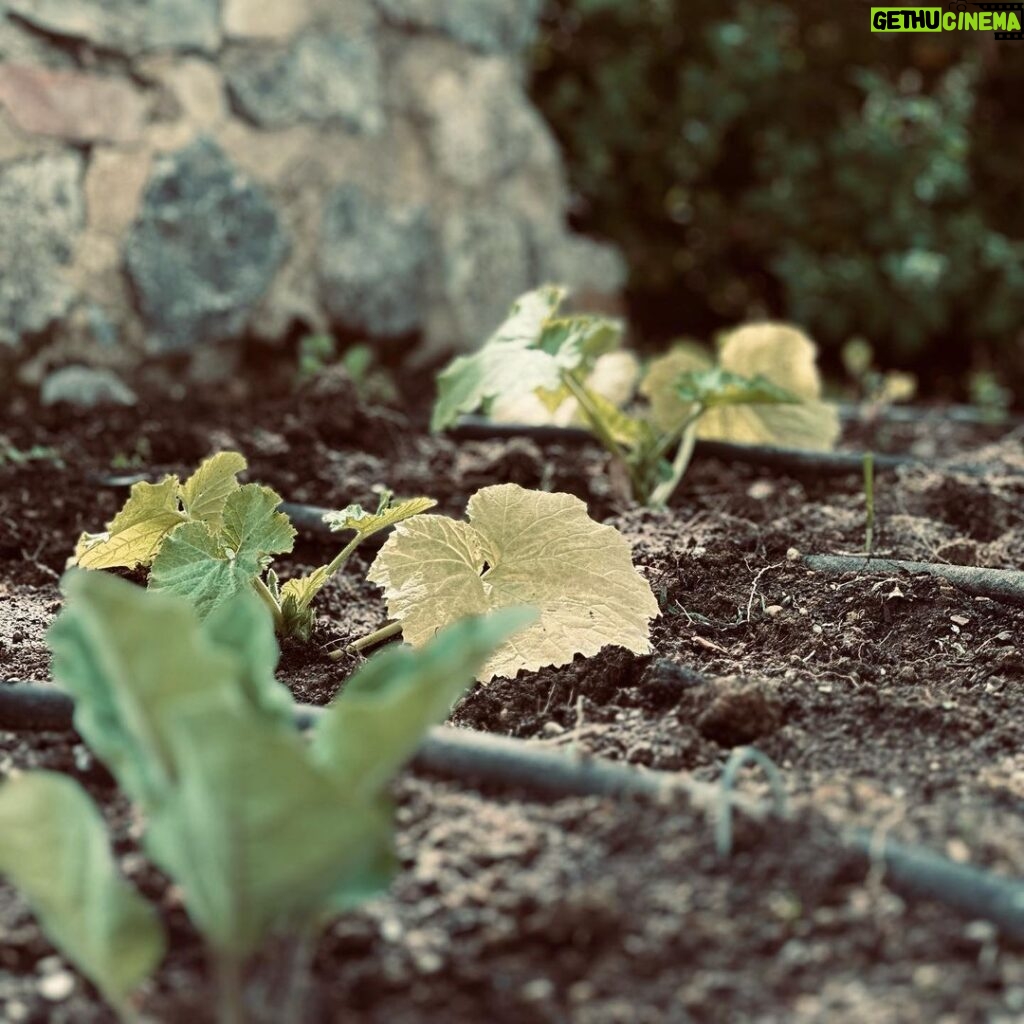 Luca Argentero Instagram - Si parte! 🌞🌱🍅 #gardeningischeaperthantherapyandyougettomatoes