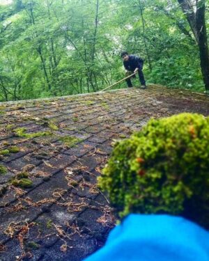 Lucas Jade Zumann Instagram - living in the forest. 
building shelves and transplanting moss...