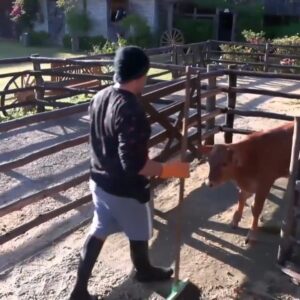 Lucas Santos Instagram - Boooom dia, bezerrinho! 🐮

Foi só o sol raiar na #AFazenda14 que o nosso peão foi acordar o bezerro da sede com um “bom dia” pra lá de especial. ✨☀💛

Quem conhece o Lucas sabe que ele é assim, dono de um coração gigante que o faz ser apaixonado por qualquer criatura, especialmente os animais. 💙 O bezerro até ficou mais animado depois dos altos papos que teve com o peão. 😂 rsrsrs. 

Ultimamente o Lucas vem sofrendo severos hates por conta de coisas irrelevantes no jogo como sua aparência e/ou situações relacionadas, e por isso, queremos o apoio de todos que amam esse menino assim como nós para desejar energias positivas a ele. Que ele continue com sua essência e coração preservados nesse jogo e que todos possam ter a oportunidade de acompanhar a cada dia e perceber o quanto o coração dele é G I G A N T E. 

Nós não compactuamos com qualquer tipo de ofensa e esperamos que os maldosos da internet possam entender que por trás de uma figura pública ainda existe um ser humano como qualquer outro. ❤‍🩹

Bom... agora que foi dito o que precisava ser, pode confessar, você também queria receber um “bom dia” desses, né?! 😍

#BomDiaBezerrinho #BomDia #CuidandoDosAnimais #AmorPelosBichinhos #TeamLucas #Afazenda14 #AFZD14 #LucasFazendeiro #SorteNoJogo #PraCimaTeamLucas #potedossonhos