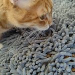 Lupita Nyong'o Instagram - Shaggy mat meals for the win! #YOYOYYO #Caturday