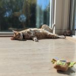 Lupita Nyong'o Instagram - Vitamin D - ✅! 😎 #Caturday