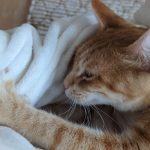 Lupita Nyong'o Instagram - Raise your hand if you’ve been bruised by your cat’s affection 🙋🏿‍♀️🤣 #caturday #YOYOYYO