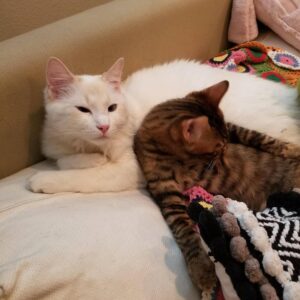 Macaulay Culkin Instagram - I think I'm going to take some of the @bunnyearspodcast crew and head to @catconworldwide in a few weeks. Which cat should we interview for the podcast?