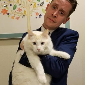 Macaulay Culkin Instagram - I think I'm going to take some of the @bunnyearspodcast crew and head to @catconworldwide in a few weeks. Which cat should we interview for the podcast?