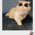 Mai Ezz ElDein Instagram – #gucci😻 #mycat🥰 🧿🧿🧿🧿🧿
#حبيبي #مافيا 😎 😂
#جوتشي