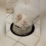 Mai Ezz ElDein Instagram – @pousy_hamada_cat 🤦🏻‍♀️
#sugar

الله يسامحك يا بعيدة … هو ده اللي كيوت و نسمة و برئ و مش هيتعبني ده بينزل في الاكل بدماغه و مختل عقلياً امبارح نط يلعب في الباسكت راحت عليه نومه فنص ما هو بيلعب فكان المنظر ده 😳أما بطنه عنده أهم من أمه قال وانا قلت استنصح و أحطله لبن علشان مضطرش اقعد أنضف وشه بعد الاكل أدخل الاقي المنظر ده انا من يوم ما خدته مش لاقية وقت أكلم المنتجين من كتر ما بنضف ورا مصايبه طول اليوم قال و أول ما جبته سميته شوجر قال 😏ايه السكر بقي في الشئ اللي انتو شايفينه ده 😡ماشي يا بوسي ليكي يوم .