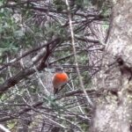 Maia Mitchell Instagram – In this bich Bicheno, Tasmania