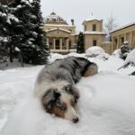 Maksim Fadeev Instagram – Всем привет! Давненько я вам ничего не выкладывал в сеть! Это Аль мой брат, обиделся на меня из за того, что я забрал у него яблоко! Да, яблоко на снегу!🍏