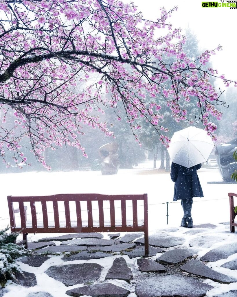 Marimar Vega Instagram - Cherry blossoms, nieve y una niña muy feliz @leicacameramx 📸. Japón - 日本