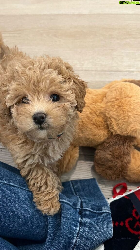 Marisol Nichols Instagram - My squishy– the cuddles have been the best 🐾