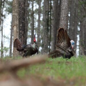 Mark Calaway Instagram - It was at that moment “Tom” realized he had made a very big mistake! I would like to thank @tylerjordan and @realtreeoutdoors for the excellent turkey hunt! I’m definitely hooked and can’t wait to do it again! #retayshotguns #realtree365 #theofficalbonecollector #realtreeroadtrips #ninelineapparel #mikewaddell