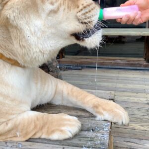 Mark Calaway Instagram - Big thanks to @docantle & @myrtlebeachsafari for showing us a great time today!