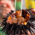 Mark Wiens Instagram - Here’s how you eat sea urchin the Senegalese way… 🇸🇳!! #Dakar #Senegal #seaurchin @papetatandiaye