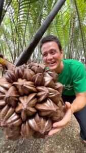 Mark Wiens Instagram - Ones of the coolest fruits on earth… here’s how you eat the amazing fruit jelly’s of the Nipa Palm (jaak / จาก)! #Thailand #NakhonSiThammarat #fruit Nakhon Si Thammarat, Thailand